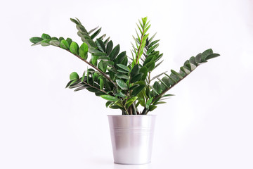 fresh green plant isolated on white background