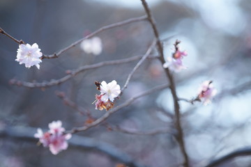 東京の桜