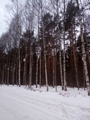 forest in winter