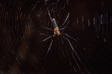 Spider Making Net