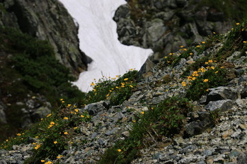 北アルプス　水晶岳山頂への道　お花畑シナノキンバイ