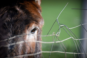 Maltrattamento animale rinchiuso 