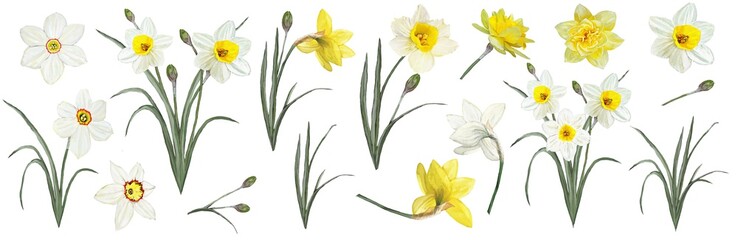 The flowers are daffodils. Watercolor illustration . Botanical collection. Set: leaves, flowers daffodils white and yellow, buds.