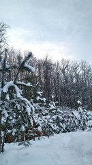 winter in the forest