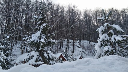 forest in winter