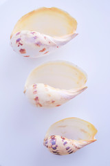 Sea shell isolated on a white background.Studio shot. Close up