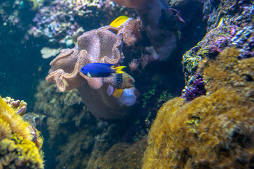 Fototapeta na wymiar Fishes swimming in a coral reef