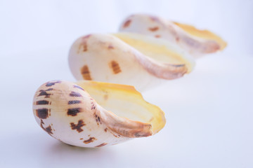 Fototapeta na wymiar Sea shell isolated on a white background.Studio shot. Close up