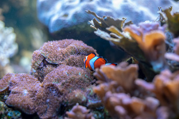 Orange clownfish swimming in a coral reef