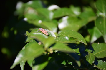 red insect on leaves close up