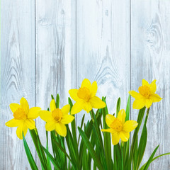 Rustic Spring background with Yellow daffodils flowers