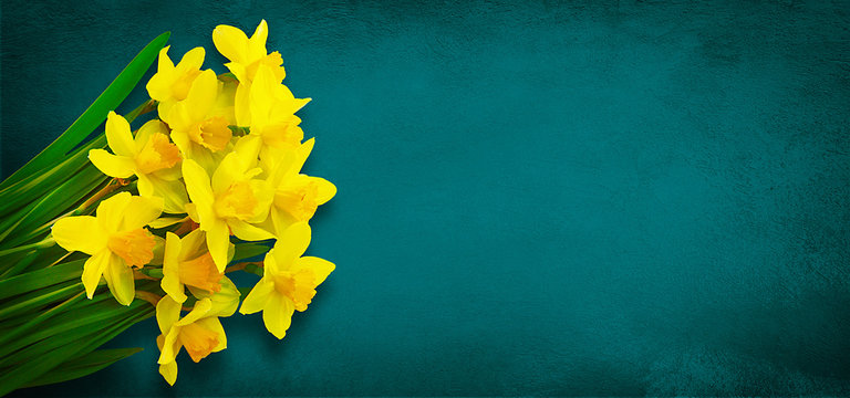 Wide Angle Spring Mockup with Yellow daffodils flowers
