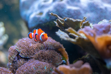 Fototapeta na wymiar Orange clownfish swimming in a coral reef