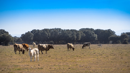 A herd of cows grazing in the dehesa in Salamanca (Spain). Concept of extensive organic livestock