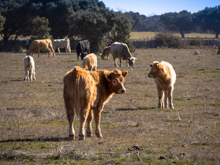 A herd of cows grazing in the dehesa in Salamanca (Spain). Concept of extensive organic livestock