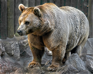 Obraz premium Syrian brown bear. Latin name - Ursus arctos syriacus 