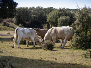 A herd of cows grazing in the dehesa in Salamanca (Spain). Concept of extensive organic livestock
