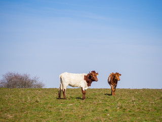 A herd of Berrenda en colorado breed cows grazing in the meadow in Salamanca (Spain). Ecological extensive livestock concept.