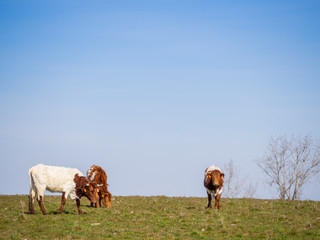 A herd of Berrenda en colorado breed cows grazing in the meadow in Salamanca (Spain). Ecological extensive livestock concept.