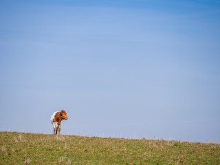 A herd of Berrenda en colorado breed cows grazing in the meadow in Salamanca (Spain). Ecological extensive livestock concept.