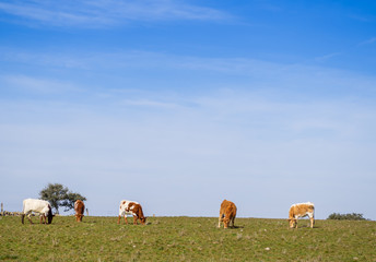 Fototapeta premium A herd of Berrenda en colorado breed cows grazing in the meadow in Salamanca (Spain). Ecological extensive livestock concept.