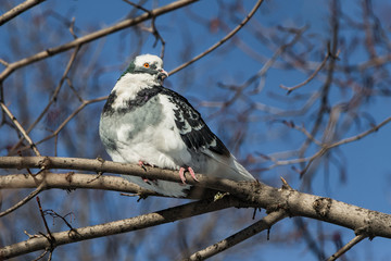 One beautiful white and gray pigeon with rainbow neck and bright orange eyes is on a brown brunch of a poplar tree without foliage in the park in winter on the blue sky background