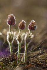 Drei geschlossene Pulsatilla im Gegenlicht