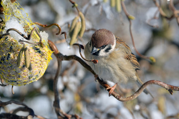 Spatz im Winter