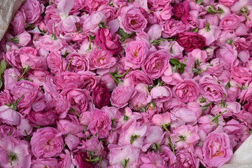 Obraz premium Sac de roses au marché de Madurai, Inde du Sud
