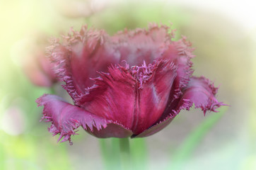 Violet purple fringed tulip