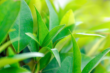 Tea plantation close up. Leaves on tea bush close up. Empty space for text. Copy space. Natural fresh green background.