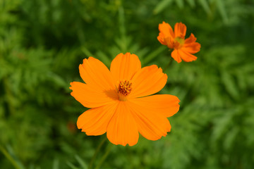 Sulfur cosmos