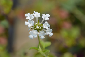 Fototapeta premium Trailing lantana