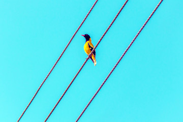 Bright tropical yellow bird with black head on the wires. Black-headed oriole, Oriolus xanthornus...