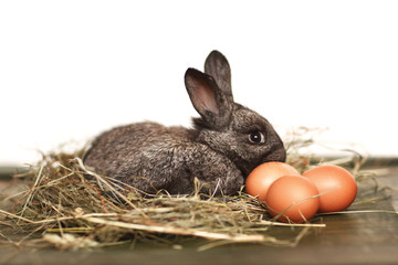 Rabbit with Easter eggs in the hay. Side view.