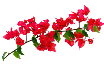 Branch of Bougainvillea isolated on white background. Tropical red flower.