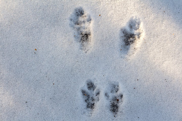 Traces of squirrels on white snow. Paw prints of animals in the winter forest