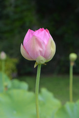 Fototapeta premium Sacred lotus