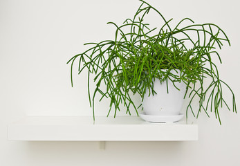 Green pot plant in white room as decoration. Rhipsalis