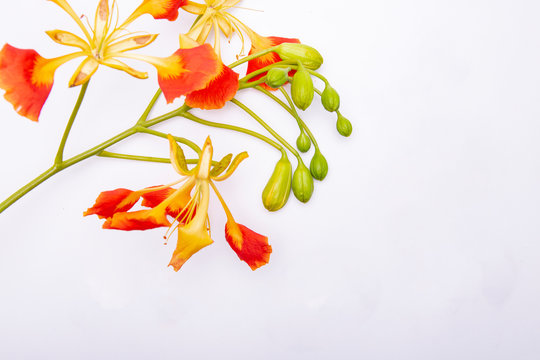 Eccentric orange and yellow tropical flower with a cluster of green flower buds against a white background