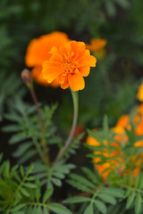 French marigold