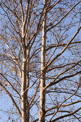 Obraz premium London plane