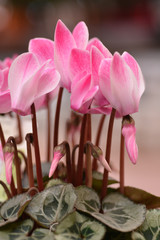 Persian cyclamen