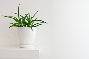 Green pot plant in white room as decoration. Aloe vera