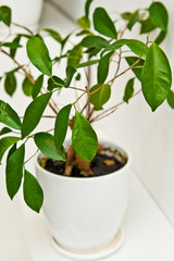 Green pot plant in white room as decoration. ceylon willow or Ficus benjamina