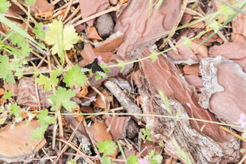 insect feeding on pollen and nectar on a flower