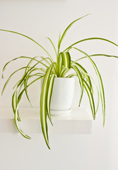Green pot plant in white room as decoration