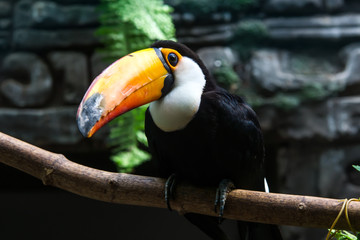 Colorful tucan in Moscow zoo