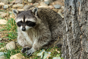 Raccoon (Procyon lotor) in the forest