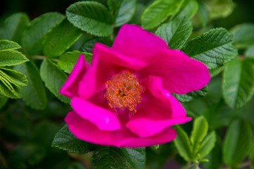 Fuchsia petals from a wild rose